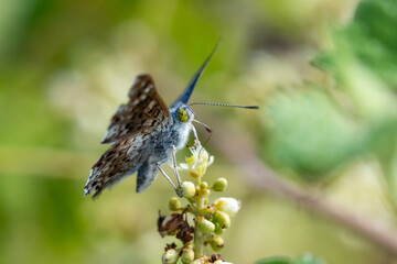 Blue Metalmark