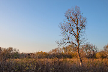 Obraz na płótnie Canvas Autumn landscape. A single leafless tree against a blue sky