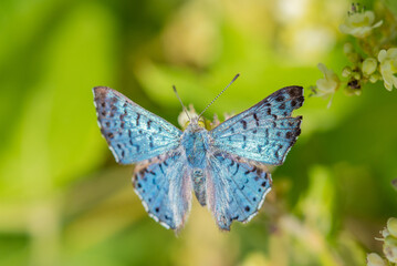 Blue Metalmark