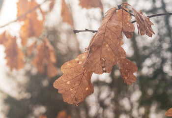 Yellow Oak Leaves Branch Foggy Forest After Rain
