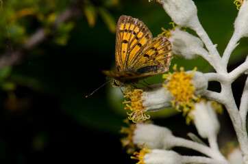Common copper Lycaena salustius on a flower of New Zealand alpine strawflower Helichrysum plumeum. Fiordland National Park. South Island. New Zealand.