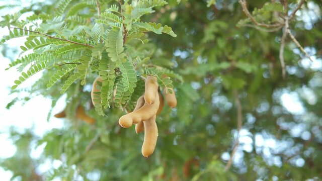 4K Tamarin fruits with green leaves on tree branch in garden. Concept of nature, agriculture.