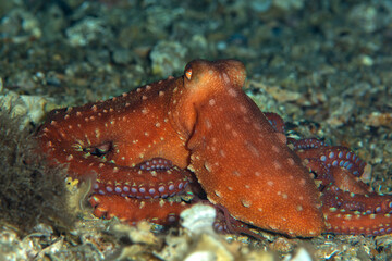 Octopus is camouflaged among the rocks. Çanakkale Turkey