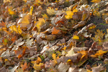autumn leaves on the ground