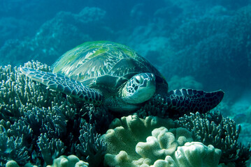 Green Sea Turtle resting on a coral. Underwater image taken scuba diving in Philippines.