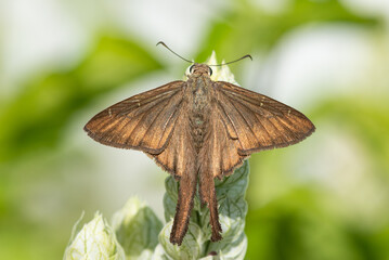 Brown Longtail