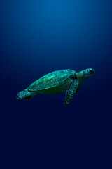 A loggerhead turtle swimming upward against a blue background.