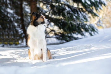 Border Collie im Schnee