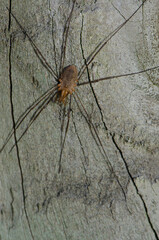 Harvestman Phalangium opilio in Southland. South Island. New Zealand.
