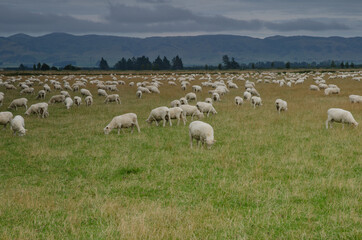 Obraz premium Flock of sheep Ovis aries. Southland. South Island. New Zealand.