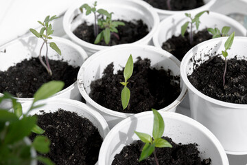 Seedlings on the windowsill. Young green seedlings in white containers. Spring planting organic microgreen.