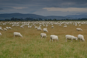 Flock of sheep Ovis aries. Southland. South Island. New Zealand.