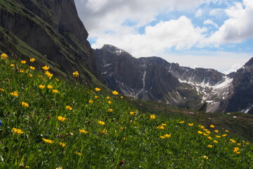 Fototapeta na wymiar Subalpine Region mit blühenden Matten in den Dolomiten, Seiser Alm, Südtirol, Italien
