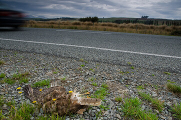 Swamp harrier Circus approximans run over. Southland. South Island. New Zealand.