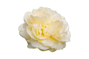 White rose isolated on white background