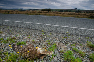 Swamp harrier Circus approximans run over. Southland. South Island. New Zealand.