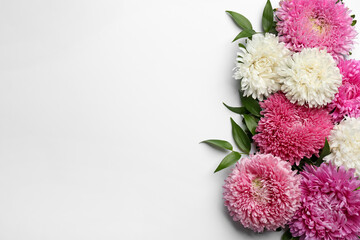 Beautiful asters and space for text on white background, top view. Autumn flowers