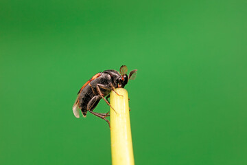 Fleas live on wild plants, North China