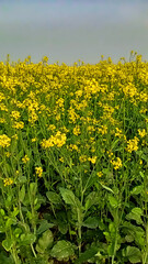Field on mustard flower