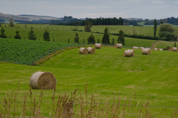 Straw bales in a meadow. Southland. South Island. New Zealand.