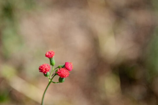 Wildflowers Series in Suchitlan