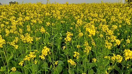 Daudpur, 2 February 2021 : mustard plant in the field