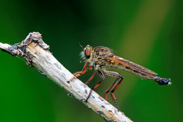 Insectivorous Tabanus inhabits wild plants in North China