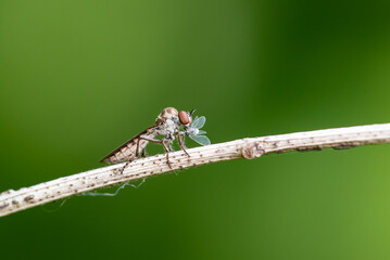 Holcocephala abdominalis