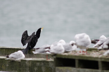 Little shag Microcarbo melanoleucos brevirostris. Adult white throated morph shaking the water. Otago peninsula. Otago. South Island. New Zealand.