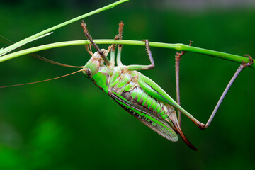 Katydids inhabit wild plants in North China