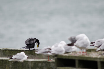 Little pied cormorant Microcarbo melanoleucos brevirostris. Adult white throated morph. Otago...