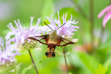 Hummingbird Clearwing Moth