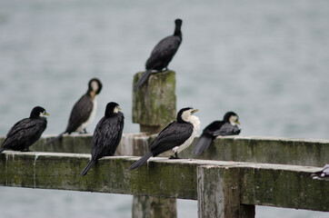 Little pied cormorants Microcarbo melanoleucos brevirostris. Otago peninsula. Otago. South Island....