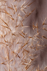 Close-up villus and petals of common reed on dark background.