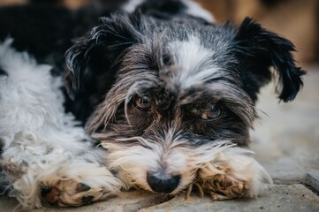 portrait of a shih tzu