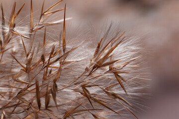 Close-up villus and petals of common reed on dark background.