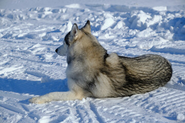 Naklejka premium Siberian husky lies on snow with its back to camera.