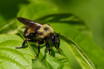 Laphria thoracica, robberfly