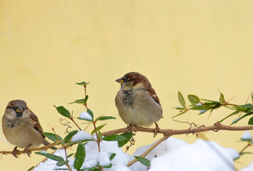 Fluffy house sparrow (or Passer domesticus) sitting on a branch, in winter