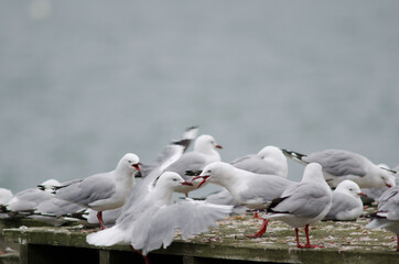 Red-billed gulls Chroicocephalus novaehollandiae scopulinus. Otago peninsula. Otago. South Island. New Zealand.