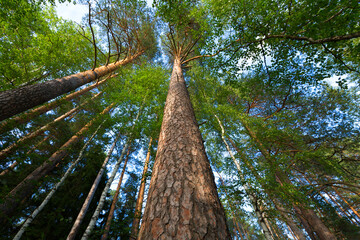 Pine forest on a summer day. Bottom shooting