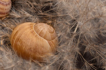 common reed phragmites snail shell on dark background. Dried flowers for decoration.