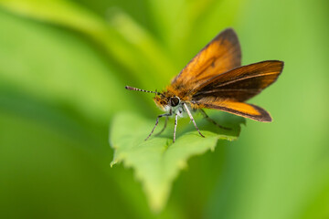 Least Skipper