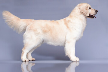 Golden Retriever dog stands sideways in the studio © Happy monkey