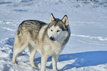 Fototapeta premium Siberian husky in the snow on a bright sunny day.