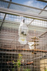 Obraz premium Cockatoo in cage