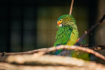 Parrot in cage