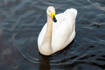 Swan