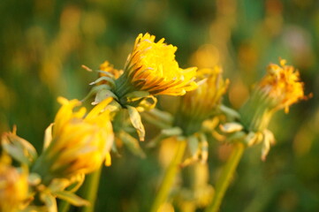 yellow flower in the garden