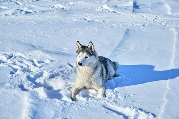 Fototapeta na wymiar Siberian Husky lies in the snow on a bright sunny day.